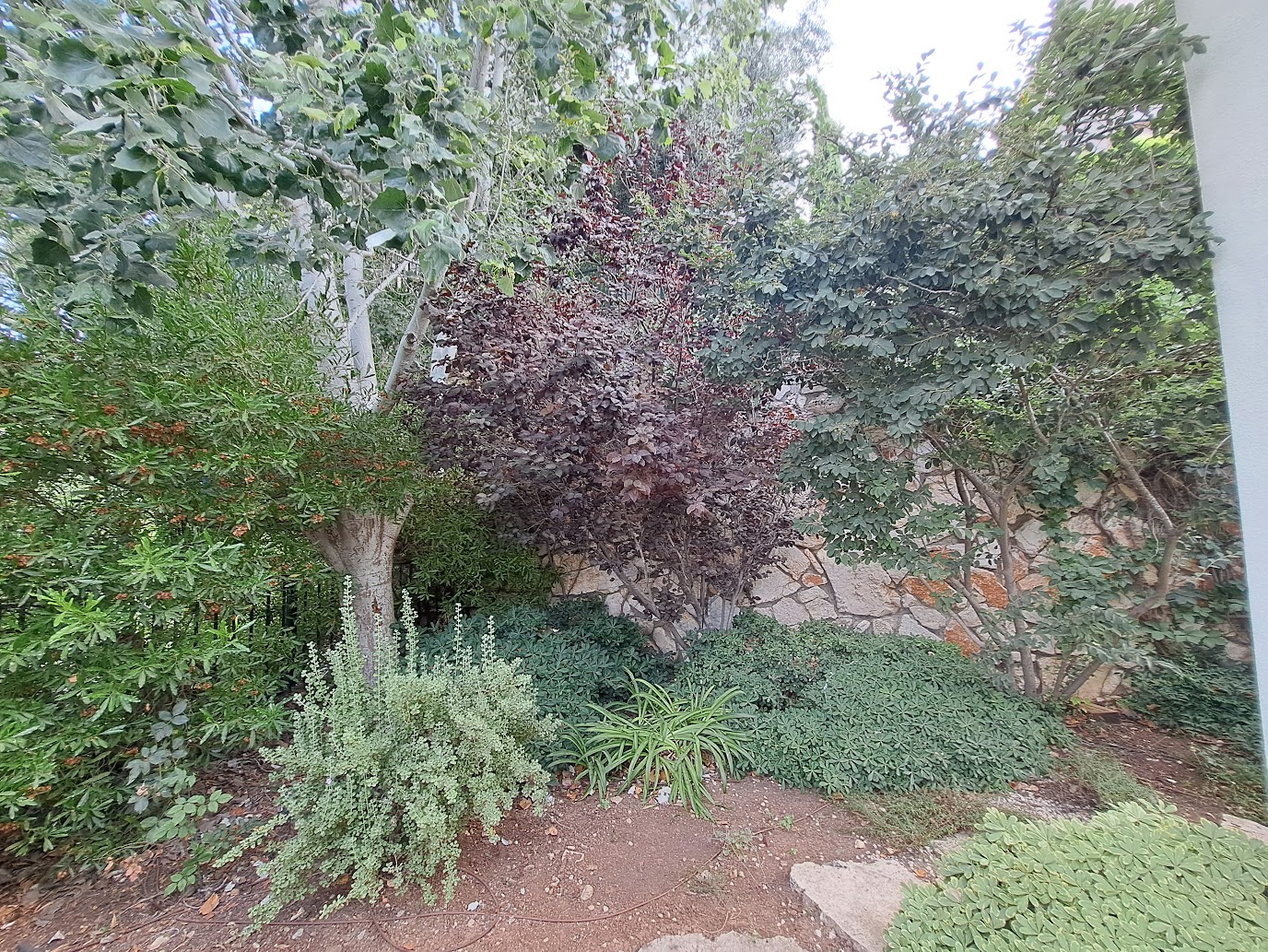 גינה ביוקנעם - תמונה 3