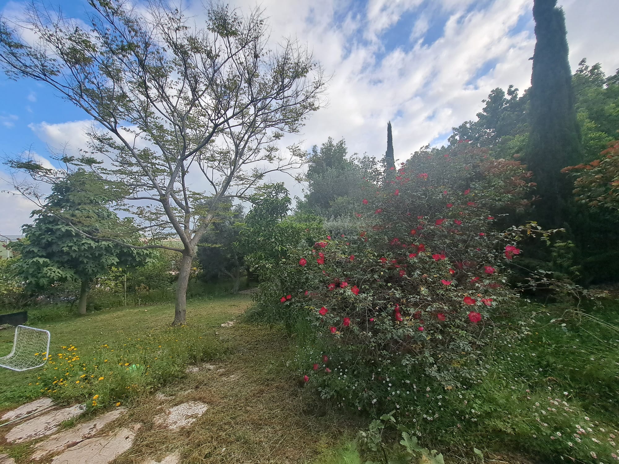 גינה ותיקה ברמות מנשה - תמונה 2